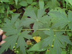 Aconitum uncinatum