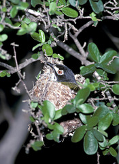 Vireo atricapilla
