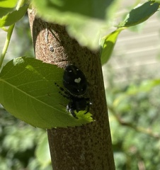 Phidippus audax