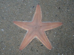 Astropecten irregularis
