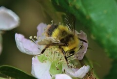 Bombus