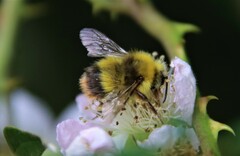 Bombus