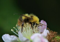 Bombus