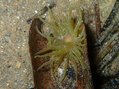 Paranemonia cinerea
