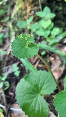 Micropleura renifolia