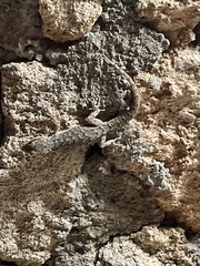 Mediodactylus oertzeni