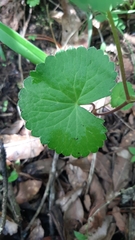 Micropleura renifolia