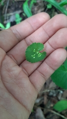 Micropleura renifolia