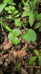 Micropleura renifolia