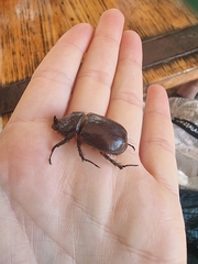 Oryctes nasicornis kuntzeni