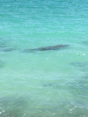 Trichechus manatus