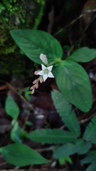 Spigelia humboldtiana