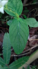 Spigelia humboldtiana