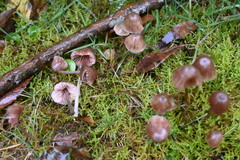 Basidiomycota