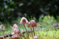 Basidiomycota