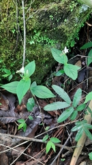 Spigelia humboldtiana