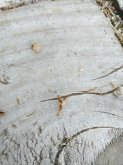 Pheidole
