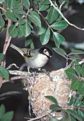Vireo atricapilla