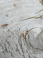 Pheidole