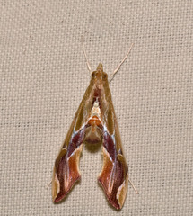 Agathodes designalis