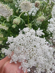 Visnaga daucoides