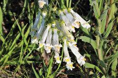 Penstemon oklahomensis