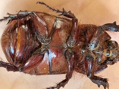 Oryctes nasicornis kuntzeni