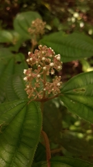Miconia oligotricha