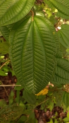 Miconia oligotricha