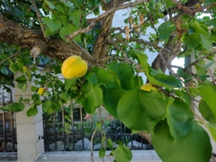 Prunus