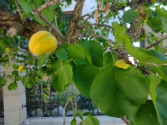 Prunus
