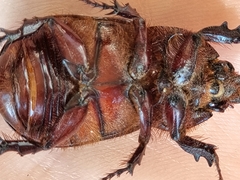 Oryctes nasicornis kuntzeni