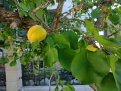 Prunus
