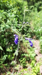 Salvia urica