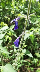 Salvia urica