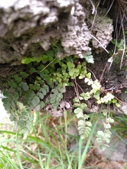 Asplenium trichomanes