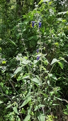 Salvia urica