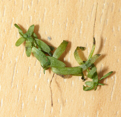 Callitriche hamulata