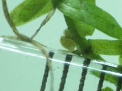 Callitriche hamulata