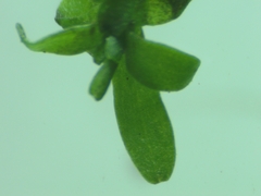 Callitriche hamulata