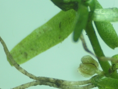 Callitriche hamulata