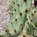 Texas Pricklypear - Photo (c) Marc Riera, some rights reserved (CC BY), uploaded by Marc Riera