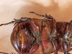 Oryctes nasicornis kuntzeni