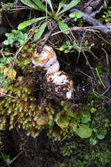Amanita toxica