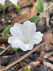 Stylisma humistrata