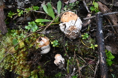 Amanita toxica
