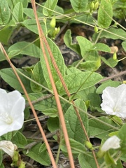 Stylisma humistrata