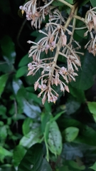 Parathesis donnell-smithii