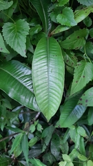 Parathesis donnell-smithii