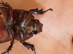 Oryctes nasicornis kuntzeni